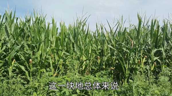 植物预测天气_你知道它们如何做到的吗？