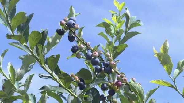 石屏县龙朋天气预报_未来一周气候变化预测