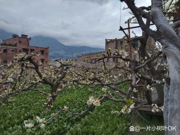 茂县坪头羌寨天气_今日气温和出行建议