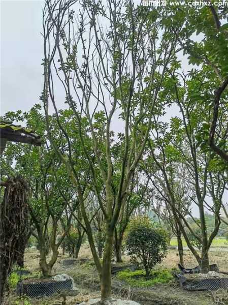 仁面树_如何种植与养护指南