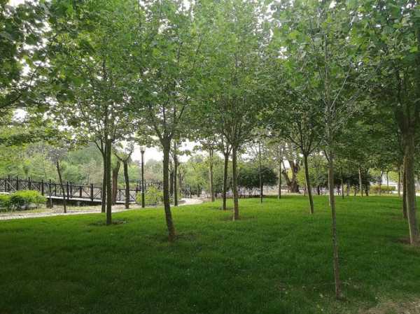 伊景园_探索这座城市绿意盎然的休闲圣地
