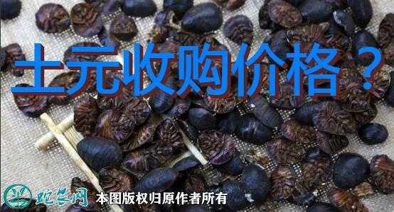 哪里收购土元_市场价格与渠道分析