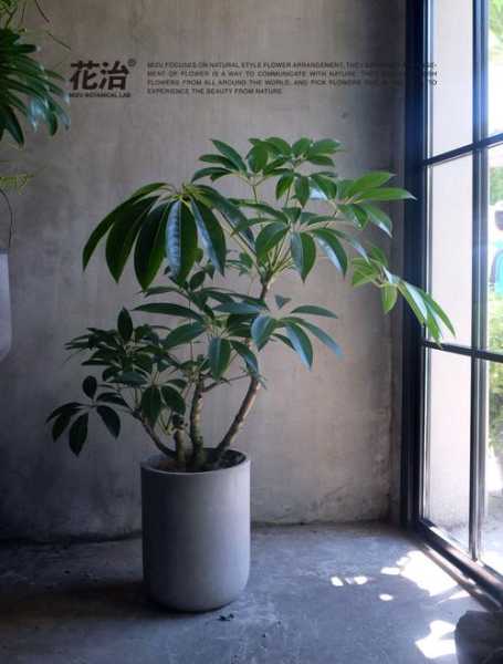 大罗伞图片_为何备受追捧的设计风格?