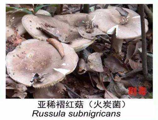 火炭菌图片_揭示其形态与特征
