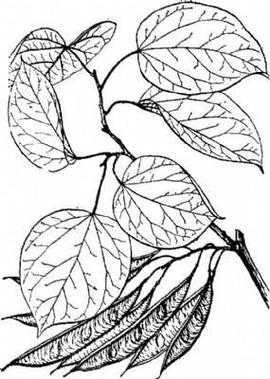紫荆叶简笔画_轻松学会简单画法