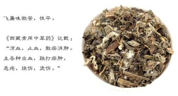 雷公菜_营养价值与食用方法解析