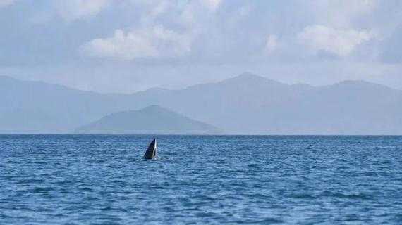 青岛近海鲸鱼出没_为何频繁现身海域?