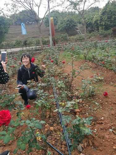 多祝玫瑰庄园门票图片_如何购买及使用须知