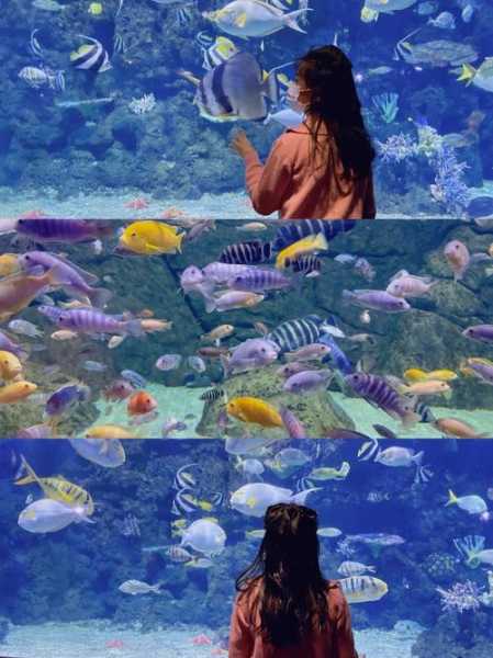 帆鲨海洋馆门票价格_如何获取最新信息?