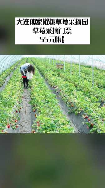 门铁营采摘园门票_有哪些优惠活动?