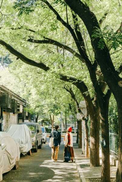 黄桷树门票_如何获取及注意事项