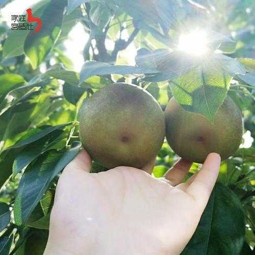 树山梨_这种水果有哪些独特的营养价值？