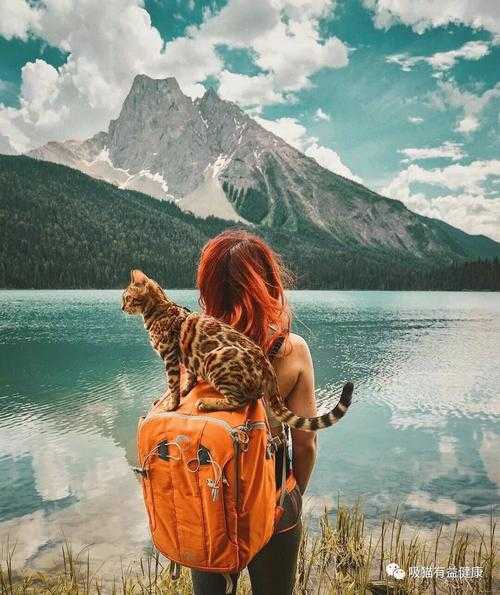 懒猫客栈_揭秘猫咪与旅行的完美结合
