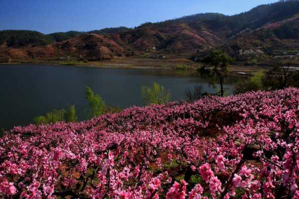 梦清园_探寻梦中的桃花源