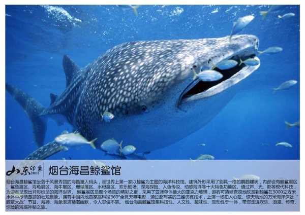 烟台东方海洋_探索海洋文化与旅游魅力