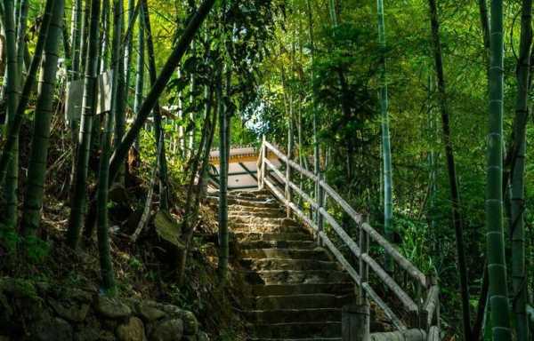 大竹林_探秘竹林的迷人风光