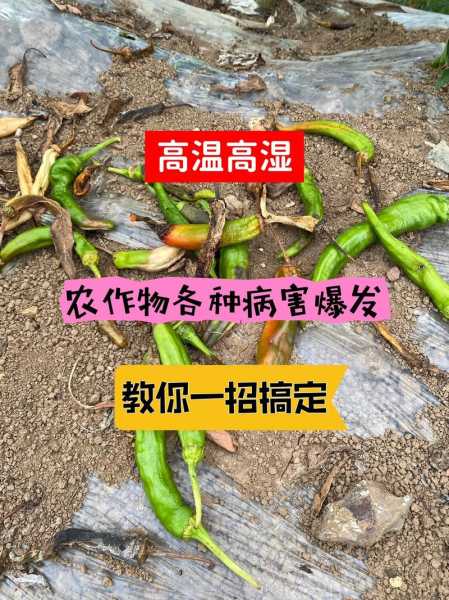建设农场天气_如何影响农作物生长