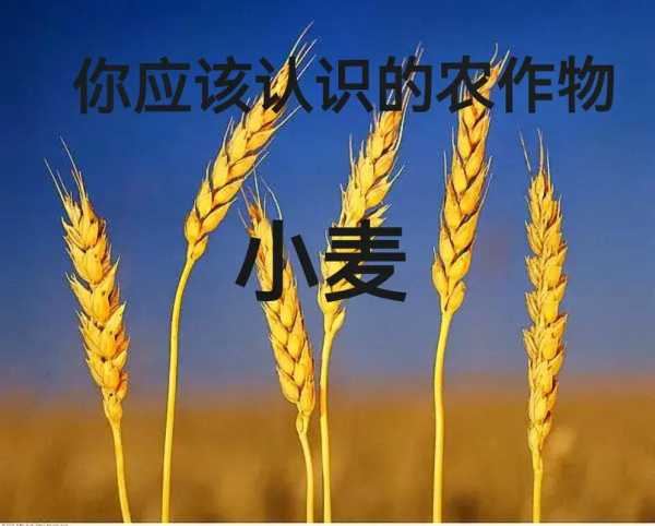 同心预旺天气_如何影响当地农作物生长?