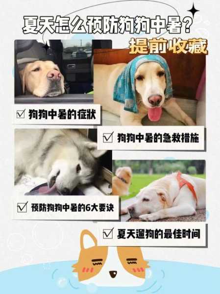天气太热_如何预防狗狗中暑