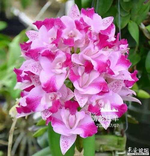 指甲兰_如何有效养护与繁殖？