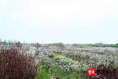 梨园湾_隐藏的美丽旅游胜地探秘