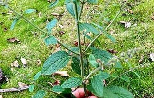 癞疙宝图片_了解这种珍稀植物的特征