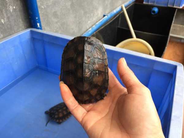 石金钱龟最新价格_如何选择适合的品种?