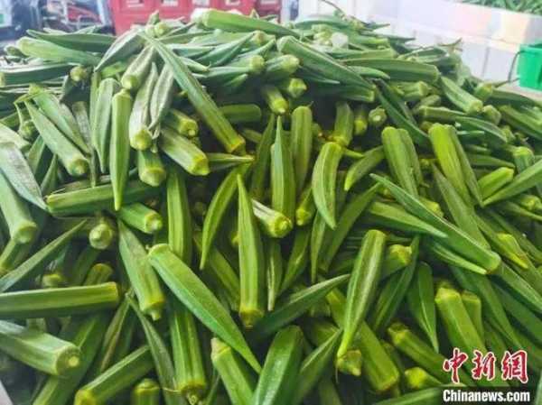 金秋葵_如何种植与养护?