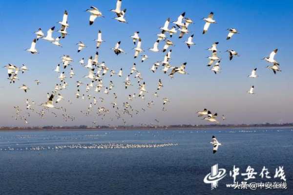 安徽升金湖旅游攻略_探索湖畔魅力与活动推荐