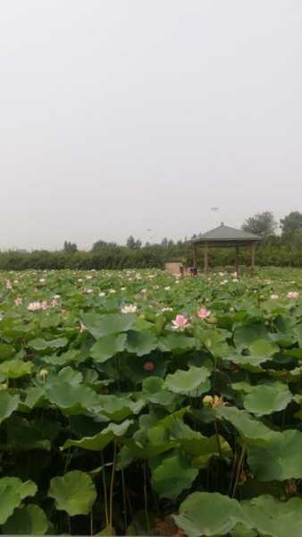 宜阳莲花公园旅游攻略_最佳游玩时间与线路推荐