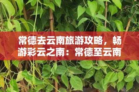 常德到云南旅游攻略_畅游云南的最佳路线与建议