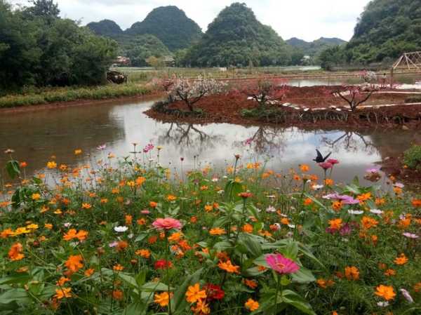 普者黑旅游攻略_桃花盛开时的最佳游玩方式