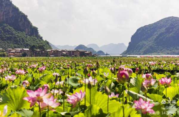 普者黑村旅游攻略_探索美丽湖泊与自然风光
