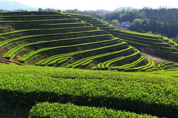 桃江县旅游攻略_探索最美自然与人文景观