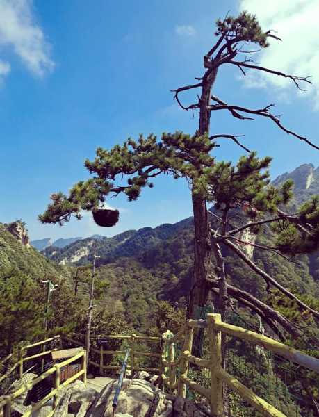 西峡县老界岭旅游攻略_如何玩转这片自然胜地?