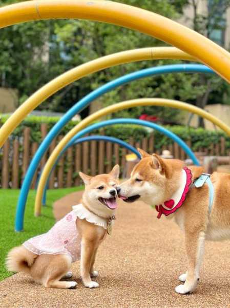 PET GARDEN_如何打造宠物友好的花园环境
