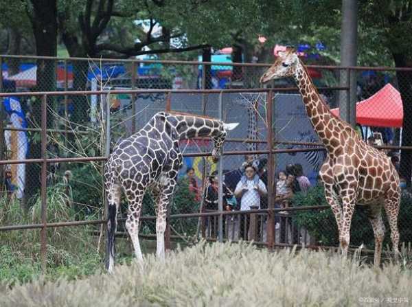 法国ZOOZOON_揭秘这家动物园的独特体验
