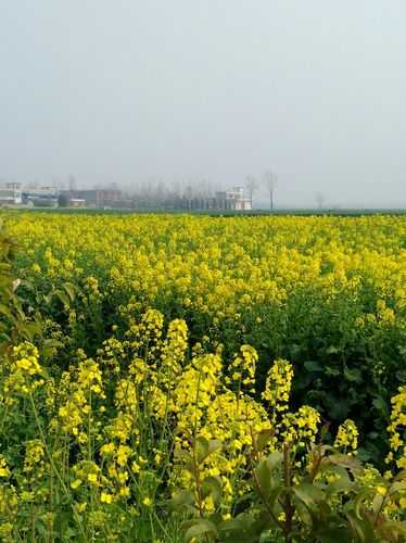 河南夏集乡天气预报_未来几天气温变化解析