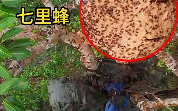 蚂蜂网_如何找到最优质的产品?