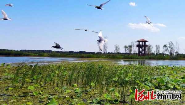 府河湿地旅游攻略,探秘自然之美与活动推荐