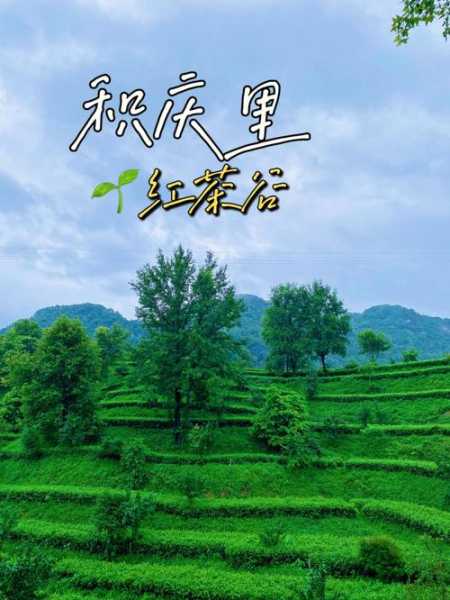 积庆里红茶谷旅游攻略, 如何畅游最佳景点?