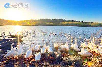 竹镇桃花岛旅游攻略, 游玩必知的实用小贴士