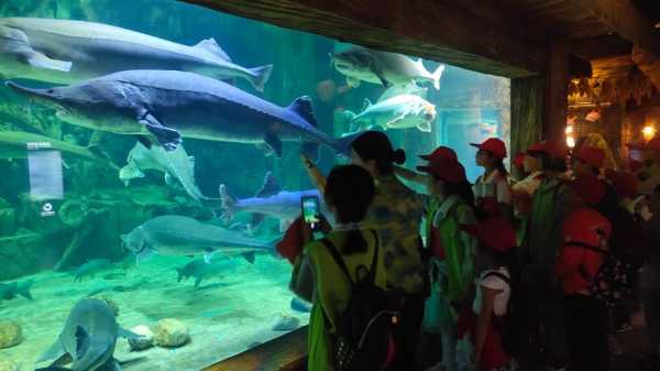 Oceanpark, 探索海洋公园的精彩活动和景点
