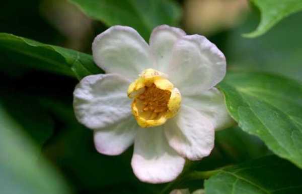 夏蜡梅, 如何种植与养护?