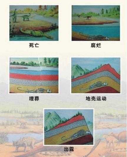 硅化石的形成过程,你了解多少？