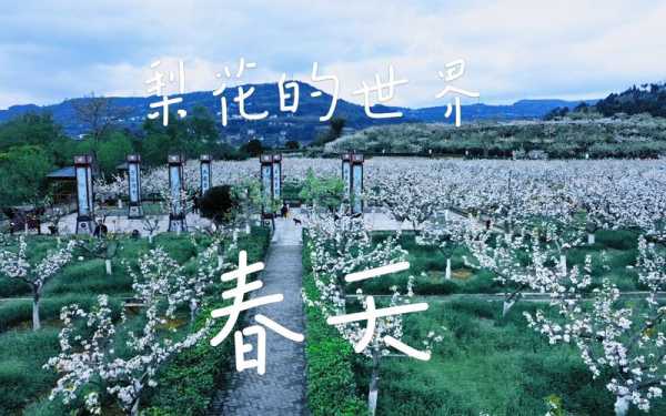 苍溪梨花节, 赏花游玩的最佳时机是什么?