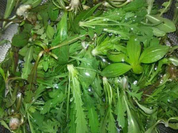 西天谷野菜图片, 探索自然的美味与多样性