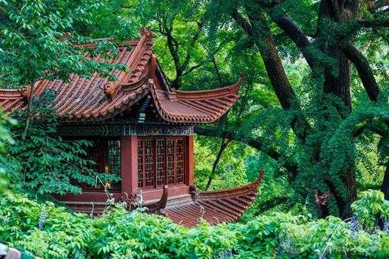 丛柏庵, 你知道它的历史和文化吗?