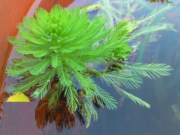 貉藻, 这种海洋植物有哪些用途?