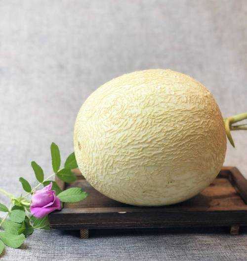 银蒂, 你了解它的药用价值吗?